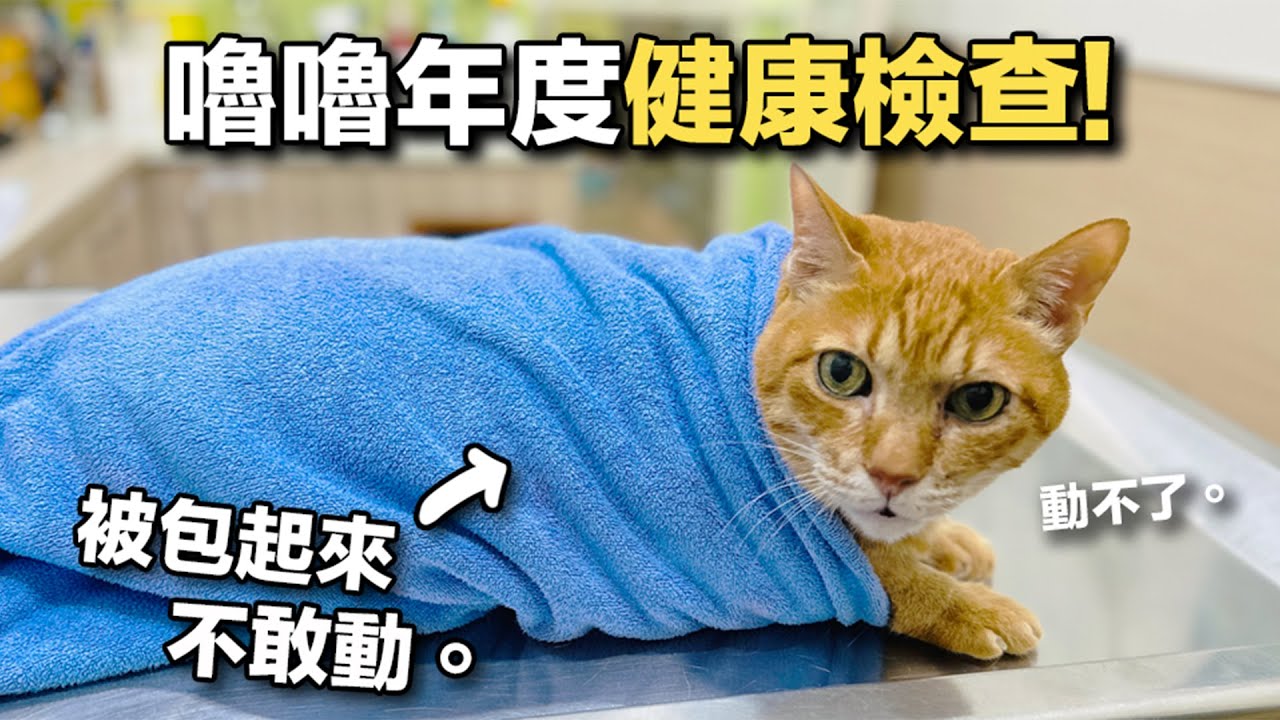 【黃阿瑪的後宮生活】嚕嚕年度健康檢查！被包起來不敢動