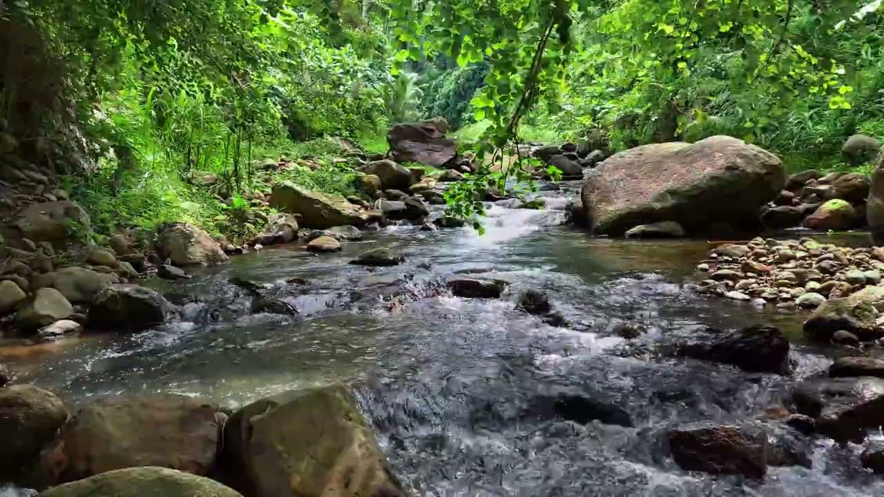 Relaxing Jungle Stream Sounds Surrounded by Lush Nature for Focus, Study, and Calm