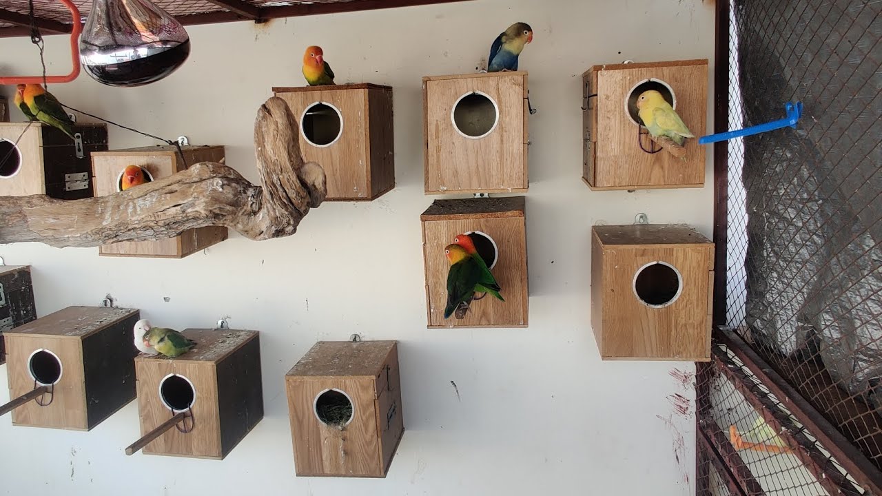 DAY 51 🦜🐦 #lovebirds babes l🐣check 😍 MASHALLAH #birds #lovebirdsfarming #talkingparot #parrot 