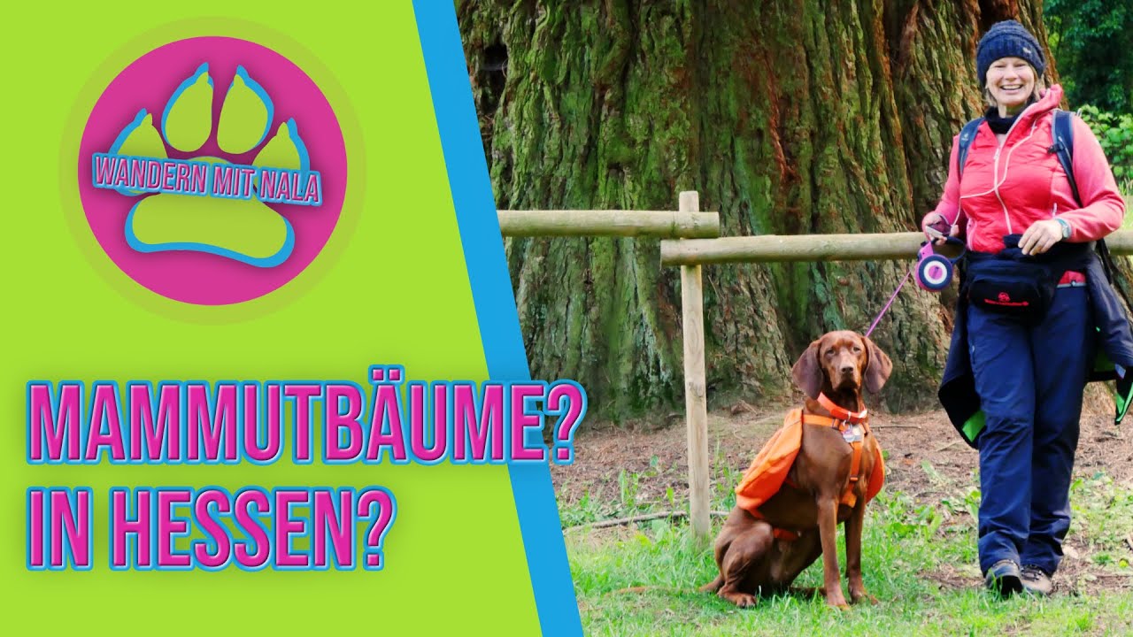 Mammutbäume🌲🌲? In Hessen? - Vogelsberg - Niddatalsperre - Wandern mit Hund 🐕