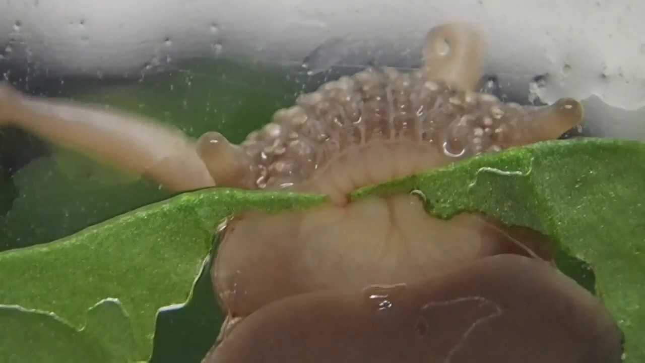 小松菜を食べるカタツムリの口の接写　The snail which eats a leaf