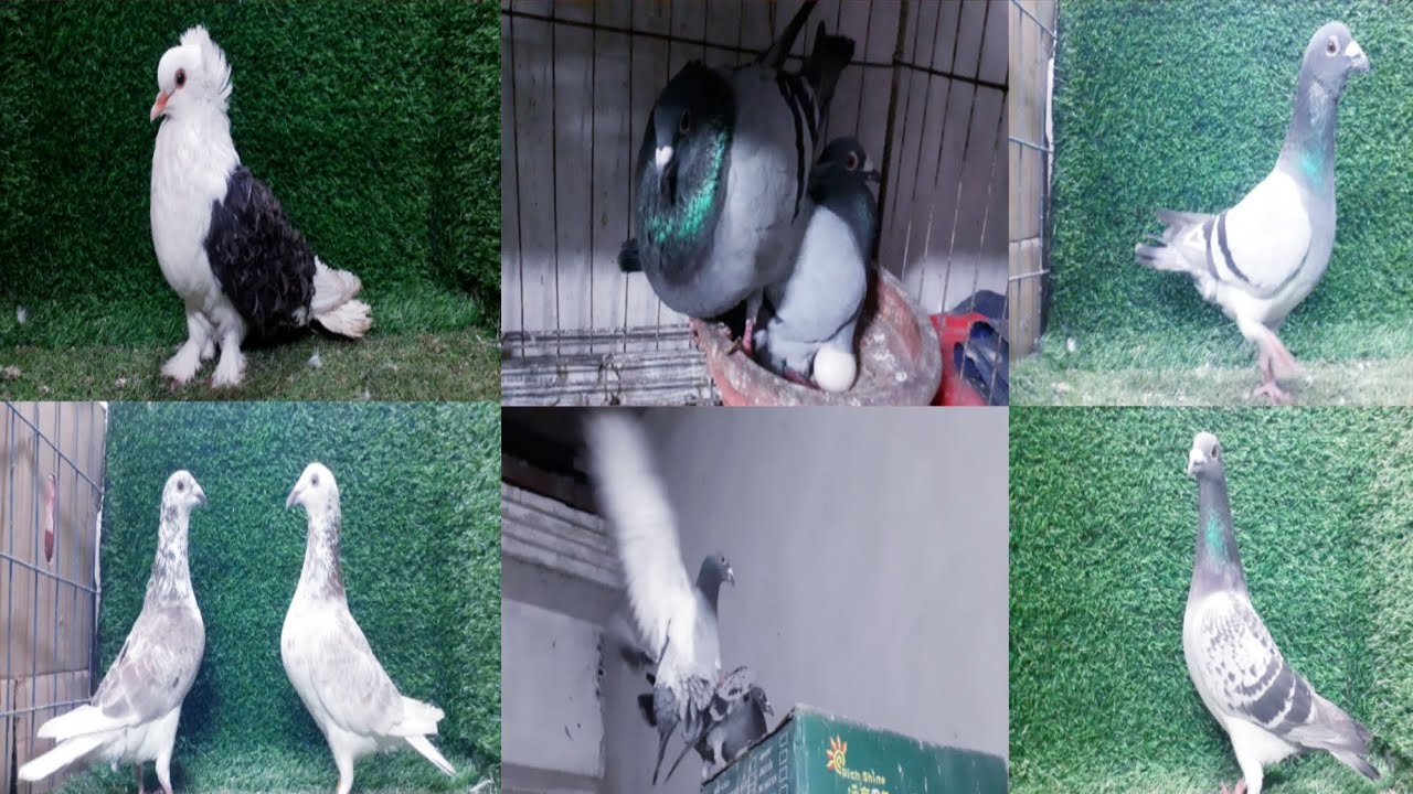 রেসার কবুতর লালন পালন করুন টপ কোয়ালিটি কবুতর #lover #pigeon #01831482800iomwhatsapp 