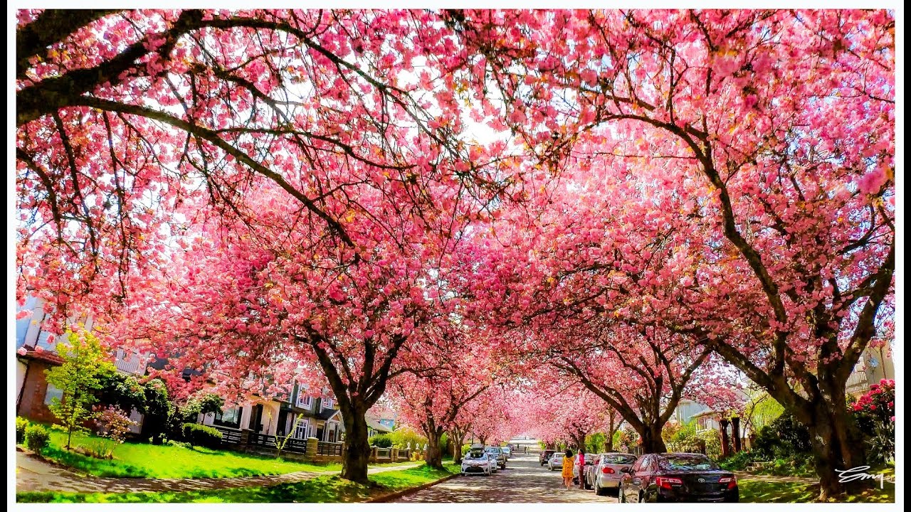 Cherry Blossom 2022 | 4K UltraHD