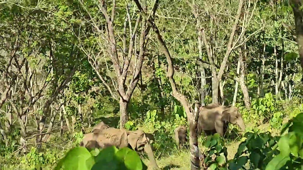 Elephant in Pineapple Park(forest area ) in kerala  when traveling 