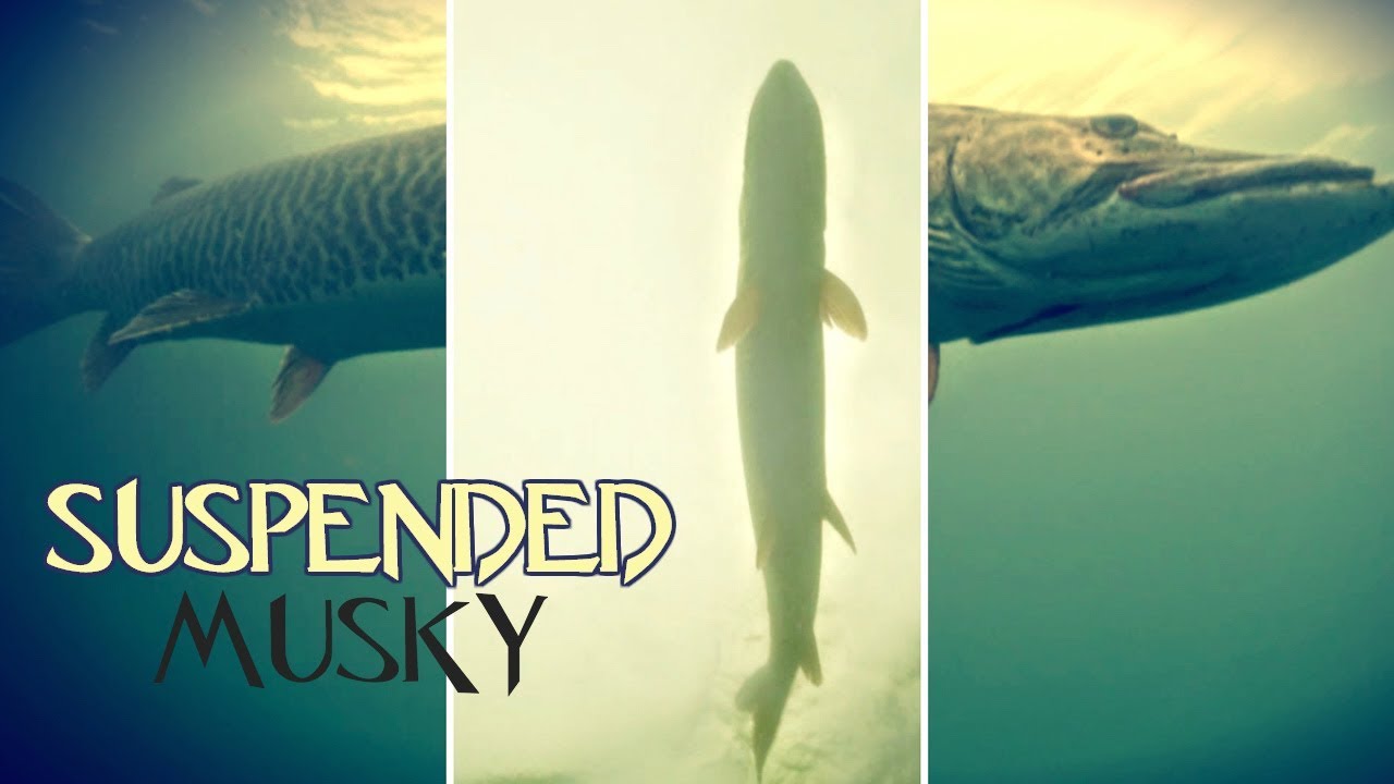 Why Muskies SUSPEND in Spring