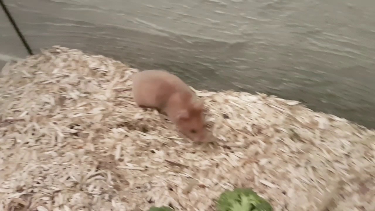 Hamstermania
