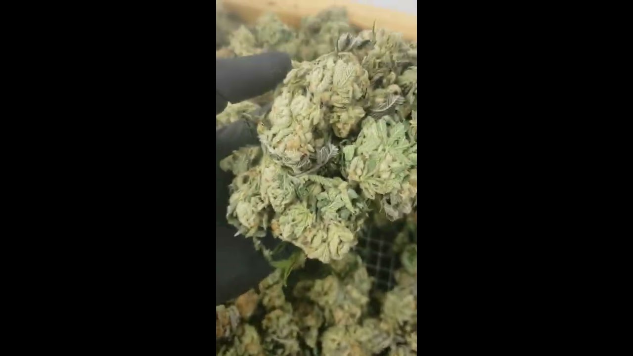 STICKY ATOMIC NORTHERN LIGHTS MEDICAL MARIJUNANA