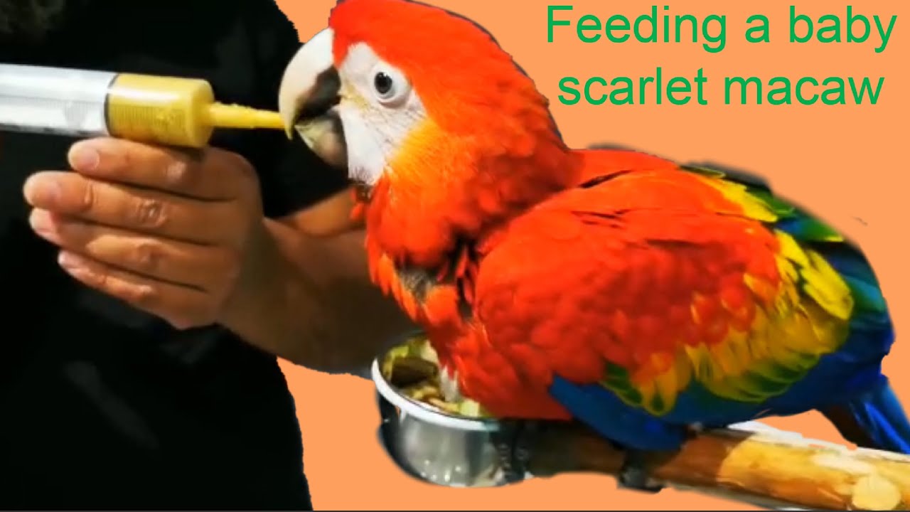 Scarlets feeding time: how to feed a baby macaw