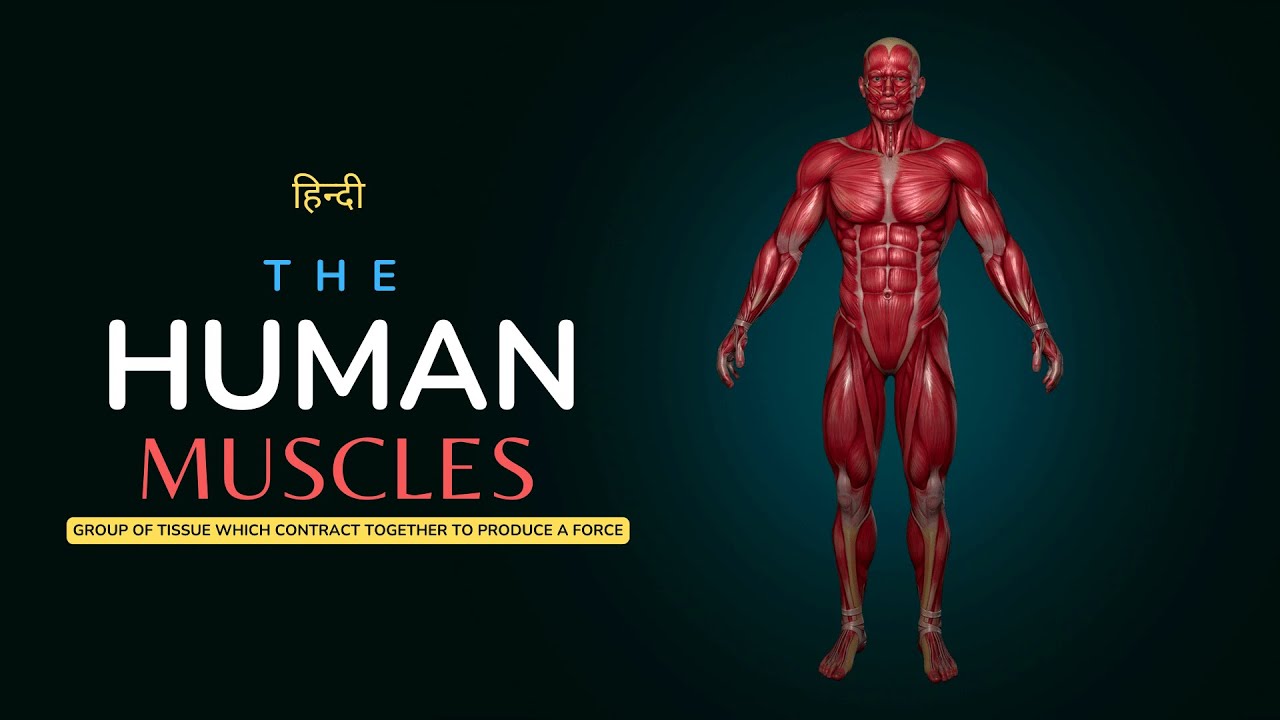 The Human Muscle - Fueling the Human Machine – [Hindi] – Infinity Stream