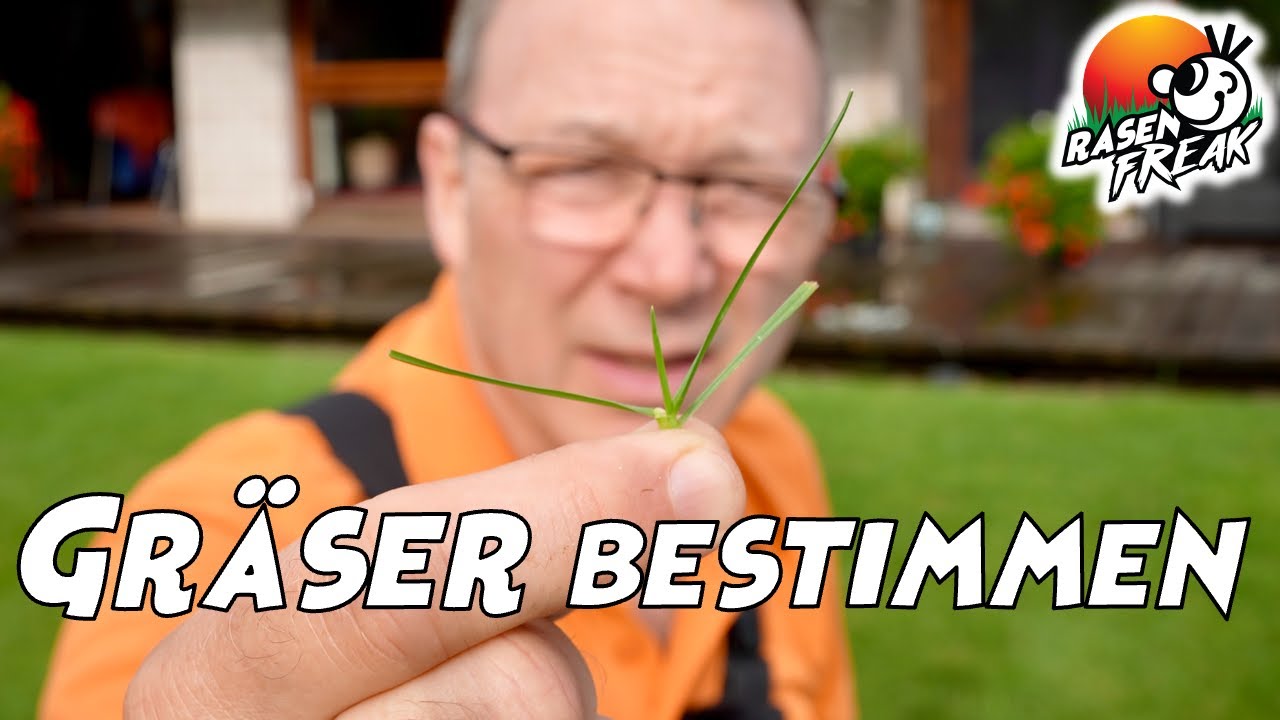GRÄSER im Rasen BESTIMMEN mit Hilfe vom  RASENFREAK. Link zum PDF in der Beschreibung.