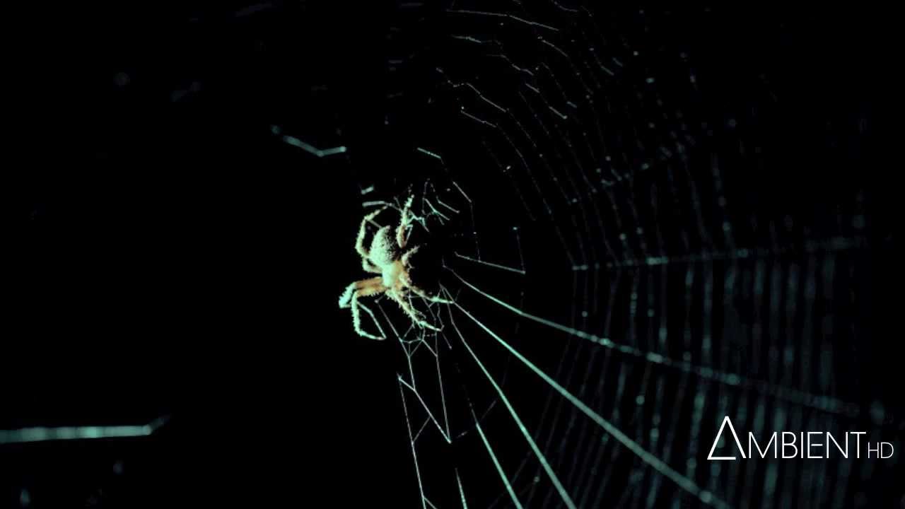 Carbon Based Lifeforms - Escape