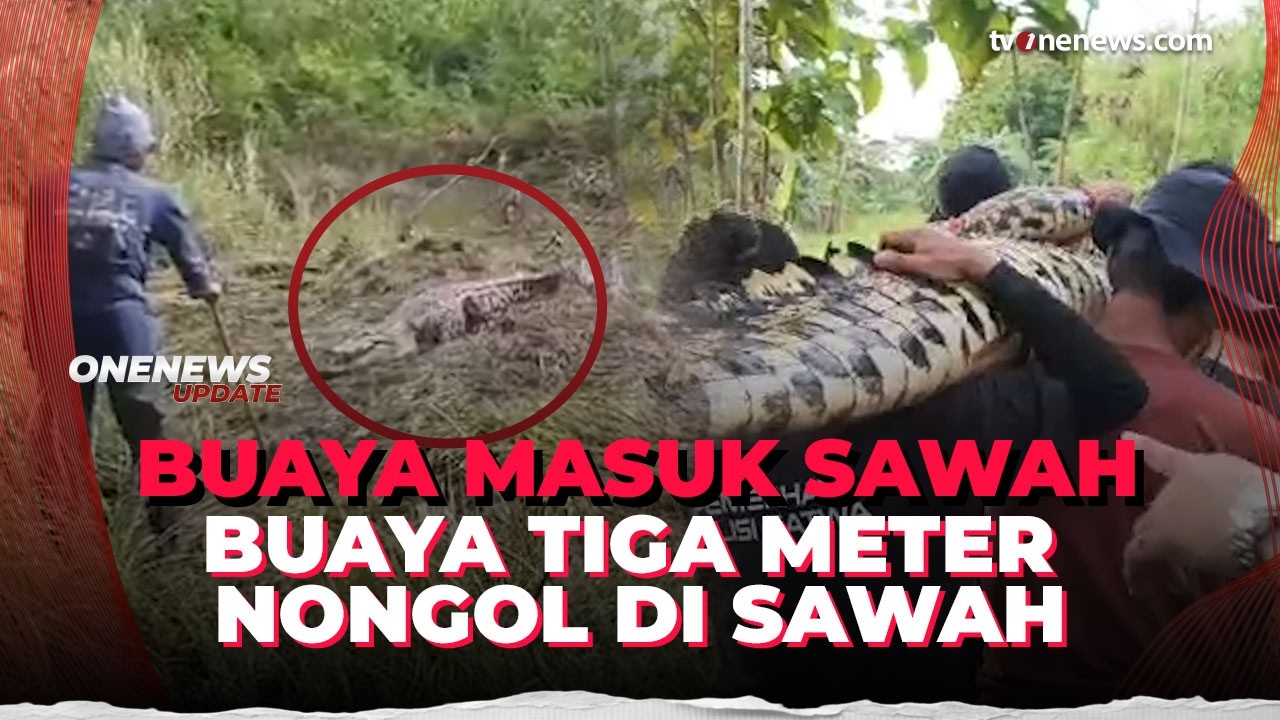 Geger di Bekasi! Buaya Muara Raksasa Muncul di Lahan Pertanian Warga | OneNews Update