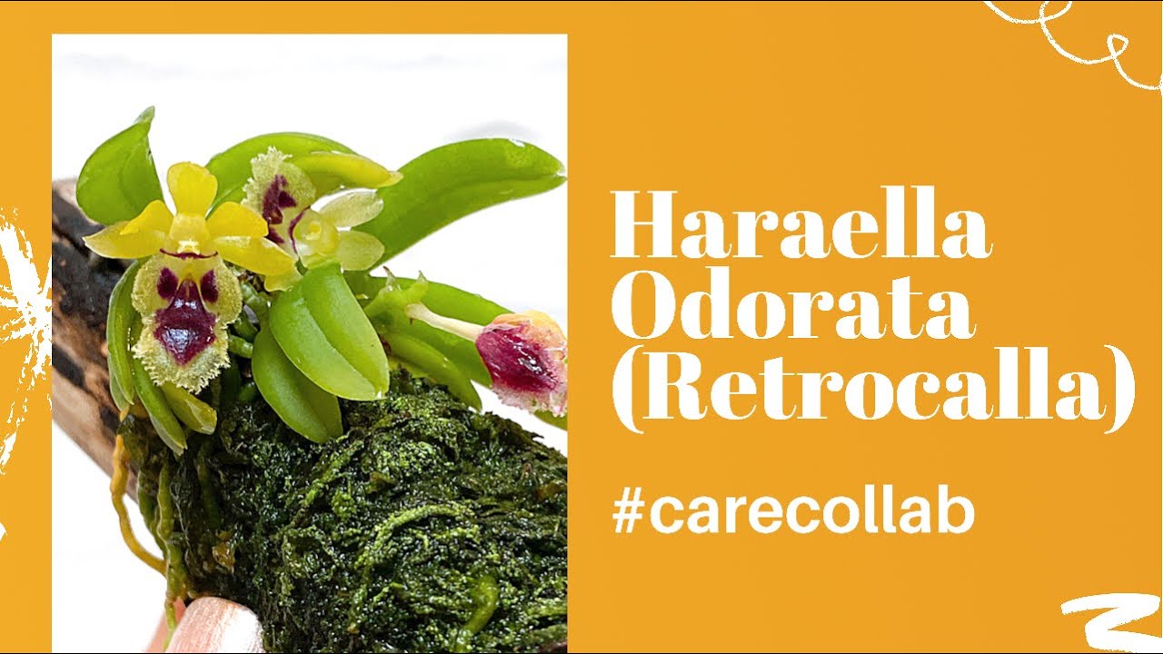 Haraella Odorata (Retrocalla) #carecollab