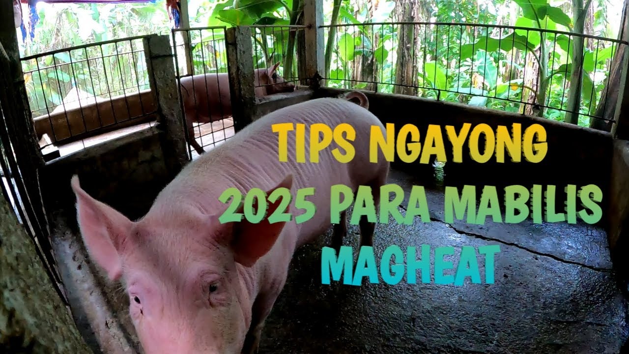 UPDATE SA TATLONG DUMALAGA AT TIPS | TERZAGHI TV