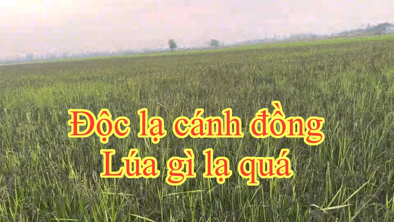 Ruộng lúa độc lạ | kim vi