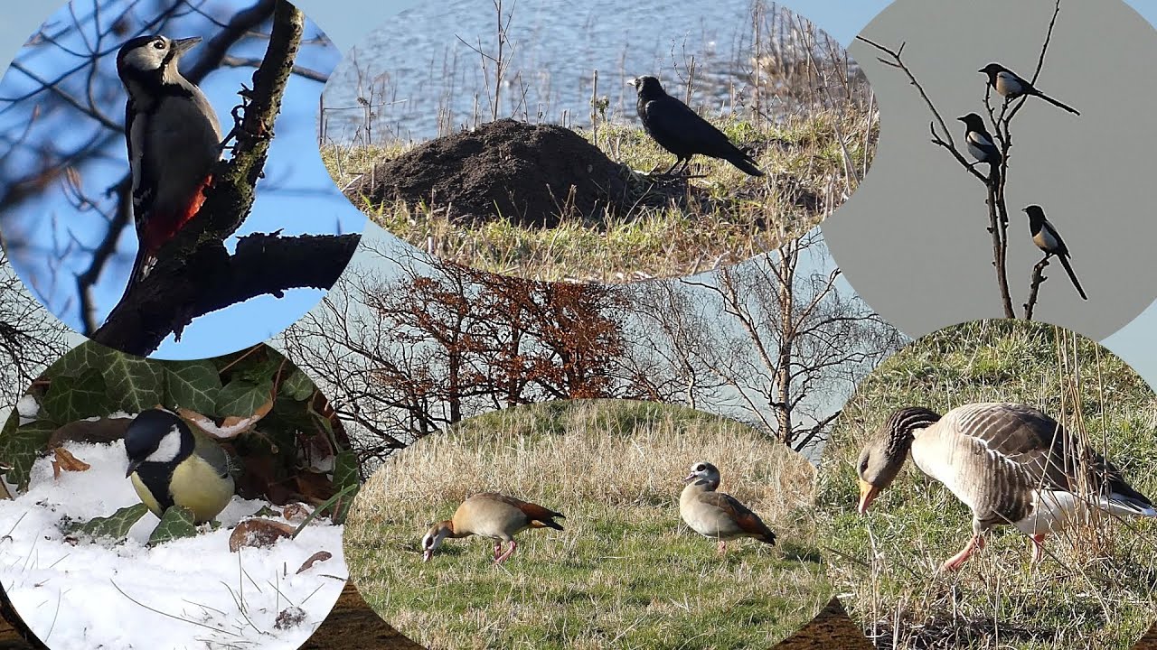 Unsere Tiere im Winter - in verschiedenen Lebensräumen beobachtet
