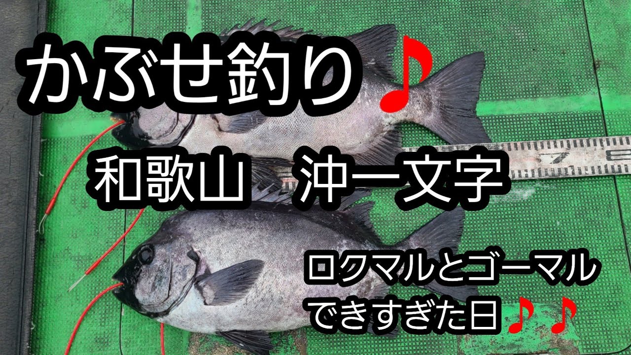 かぶせ釣り　和歌山一文字　二週連続60オーバーのイシダイを釣ってしまう！！　【シーズン2　イシダイ65への道Ver1】