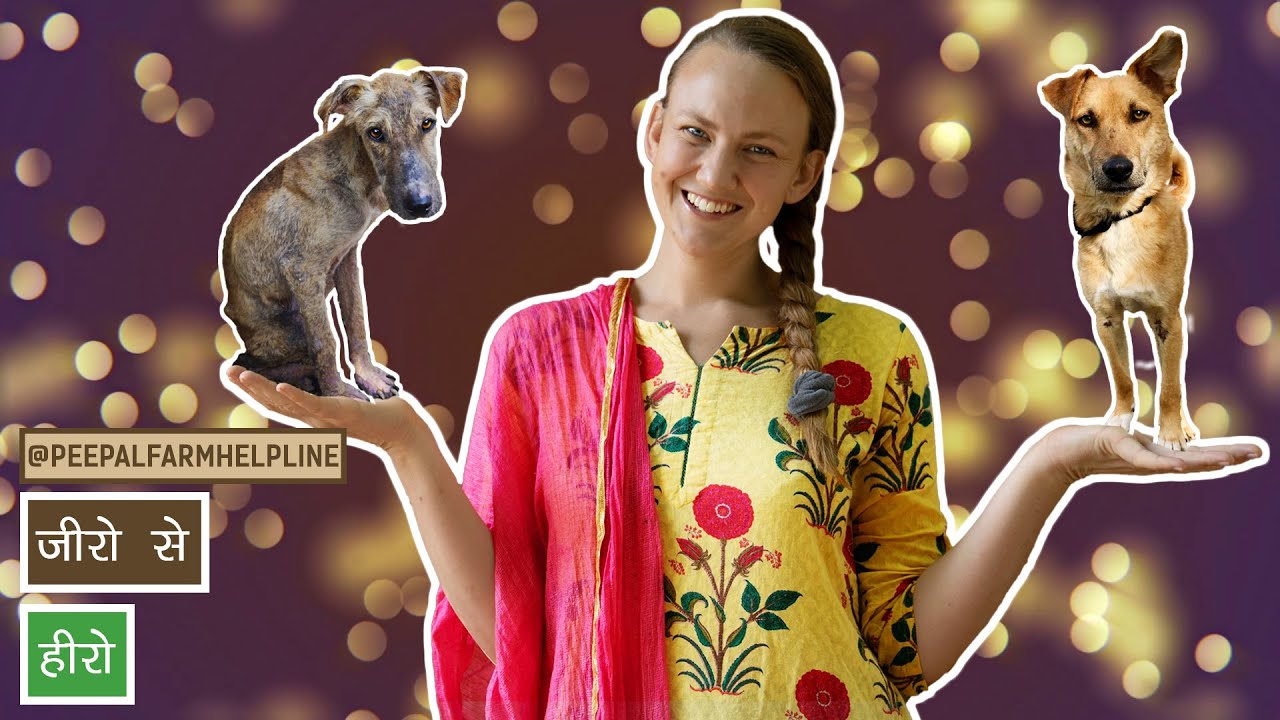 Street dog को  कैसे adopt करें? | Adopt street dog | Adopt Indian street dog | Dog care tips