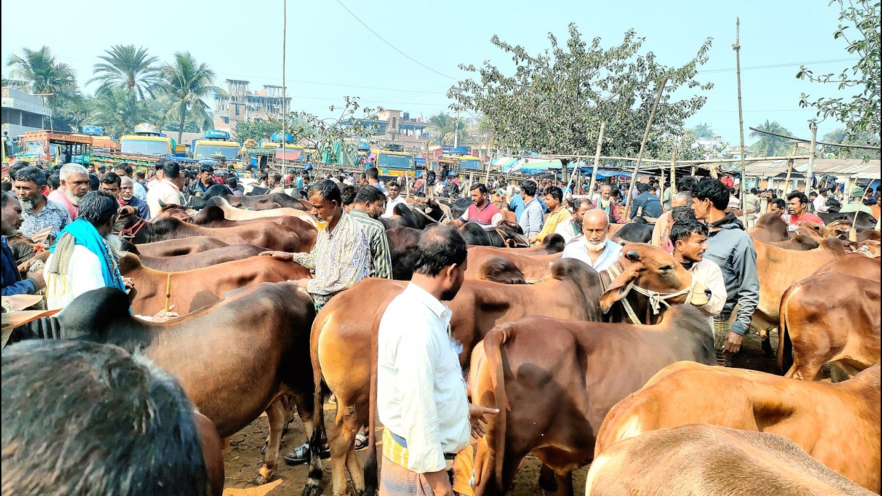 ১০/২/২৬/ভরপুর আমদানি হয়েছে 2026 এর কুরবানীর শাহীওয়াল ষাঁড় গরুর বর্ডার এলাকার হাটে।