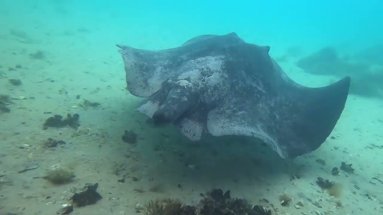 Diving Rye Pier - 9 Feb 2026