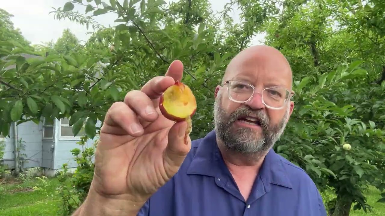 Preliminary Variety Review of the Excelsior Hybrid Plum 2025