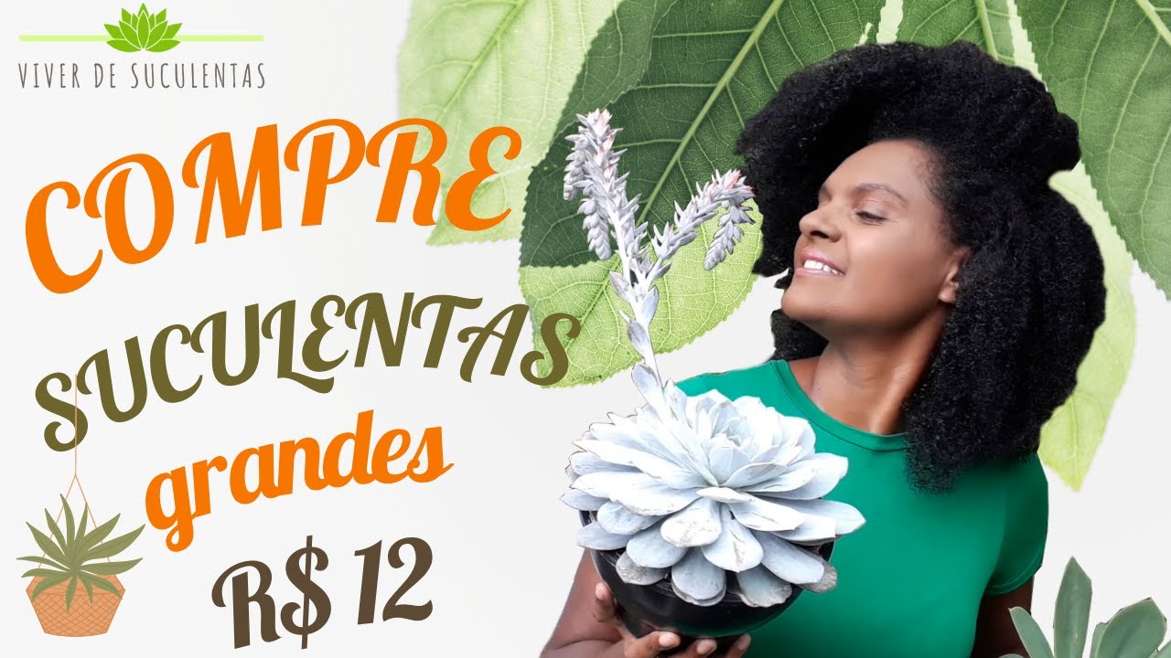 COMPRE SUCULENTAS BARATAS  - PREÇO DE REVENDA - SUCULENTAS GRANDES PARA VENDER POR R$12