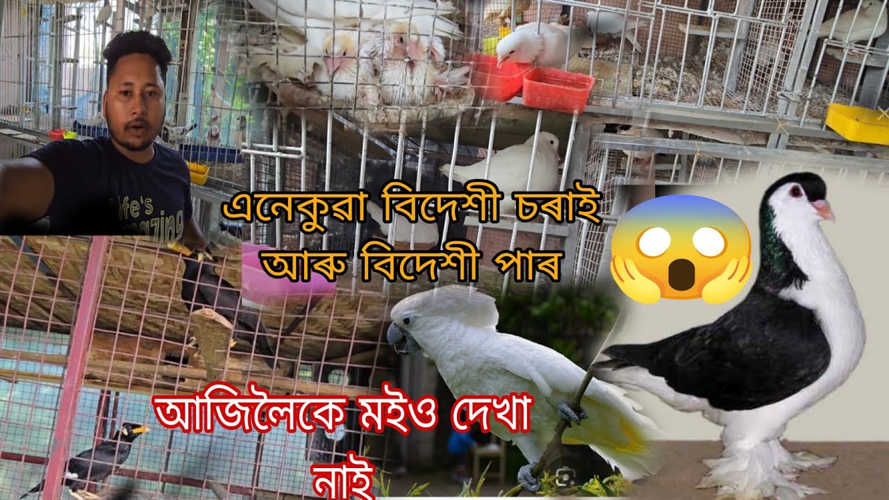 Fancy Pigeon And Exotic Bird Farm In Bongaigaon Assam || মইও দেখা নাই এনেকুৱা বিদেশী চৰাই আৰু পাৰ ।