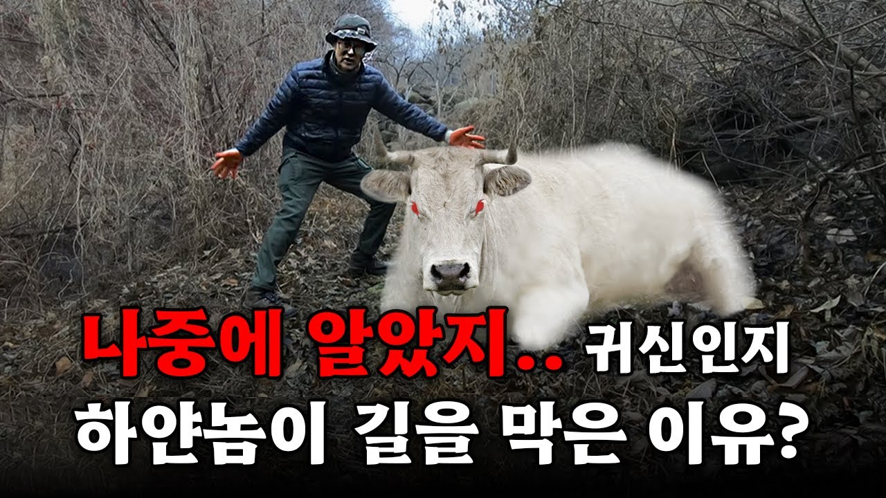 안개 속 에서 만난 하얀 그놈 ?   나중에 알았다  귀신인지 !