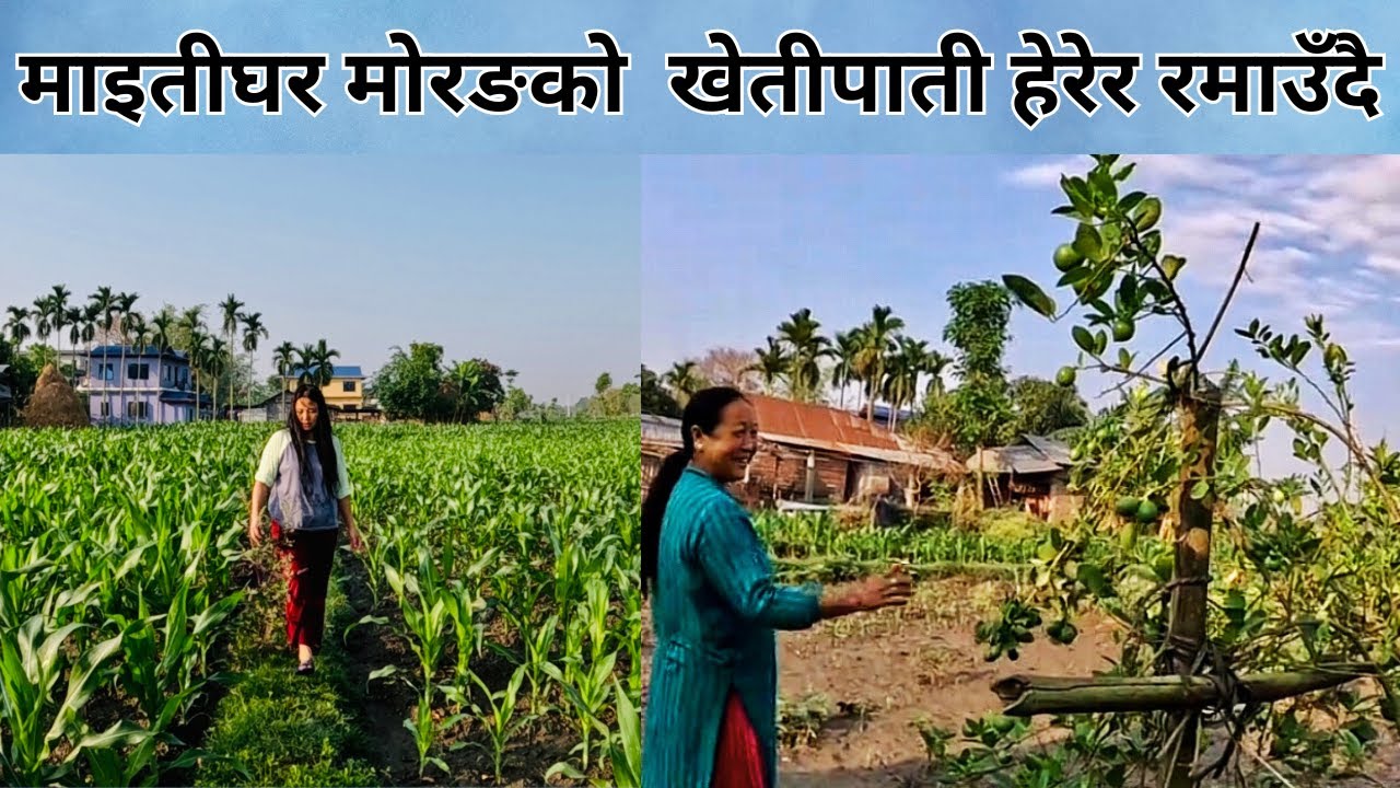 माइतीघर मोरङको  खेतीपाती हेरेर रमाउँदै | Farming in Morang | Terai Region | Nepal