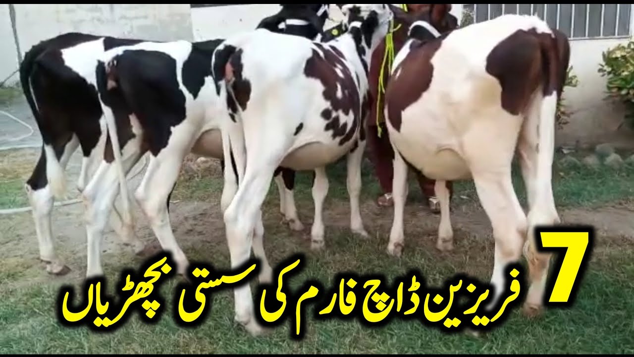 7 Friesian Dutch Bachrian For Sale Location Afraaz Dairy Farm