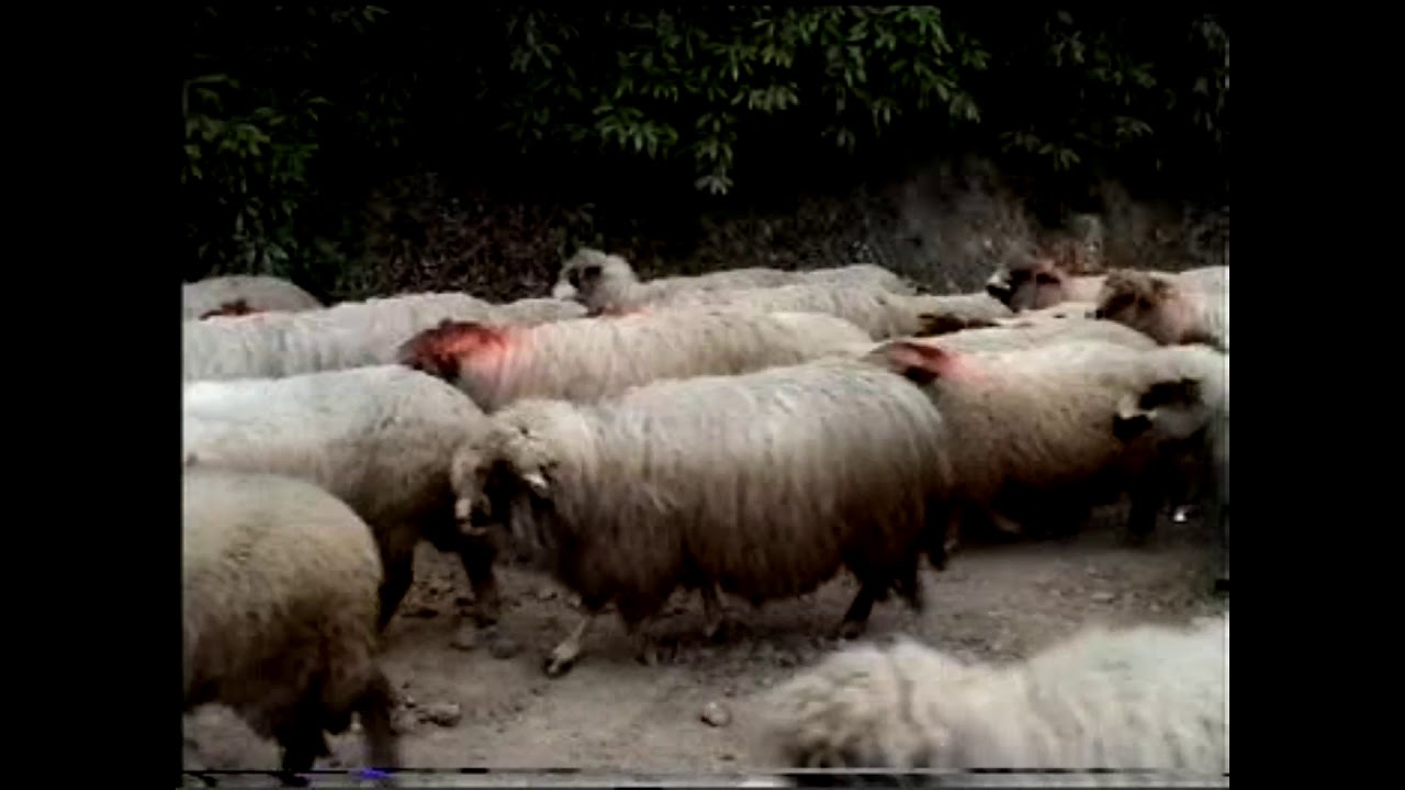 KARADENİZ GİRESUN PİRAZİZ  KOYUN YAYLA  GÖÇÜ