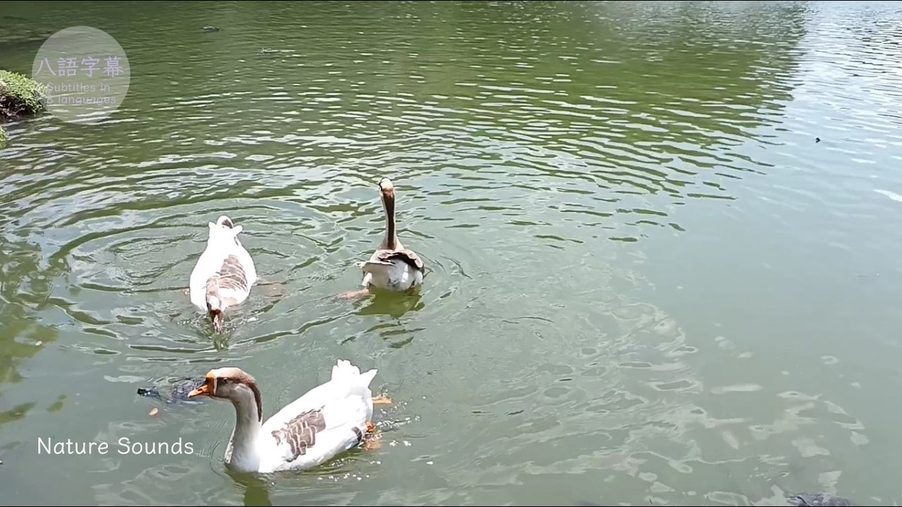 靜觀湖水・中興湖鵝戲水｜Geese splashing on the lake｜Zi-Wei Plants