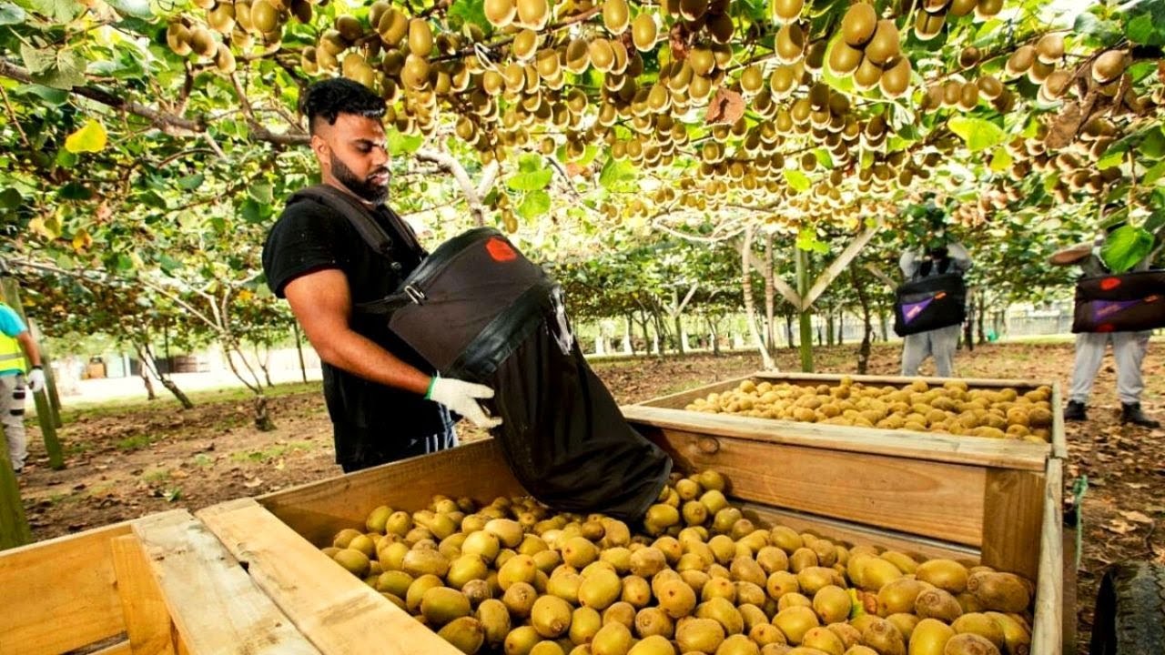 🥝 AWESOME DAY ON KIWI FRUIT ORCHARD NEW ZEALAND