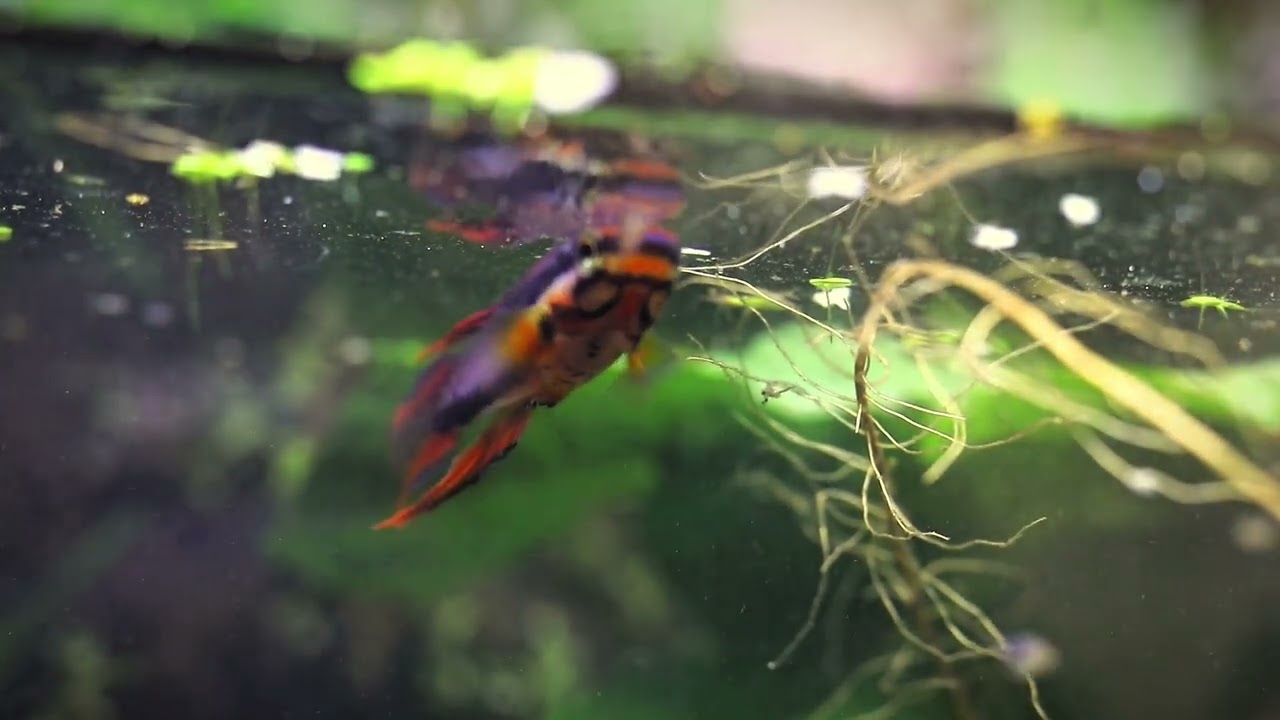 Chromaphyosemion bitaeniatum 