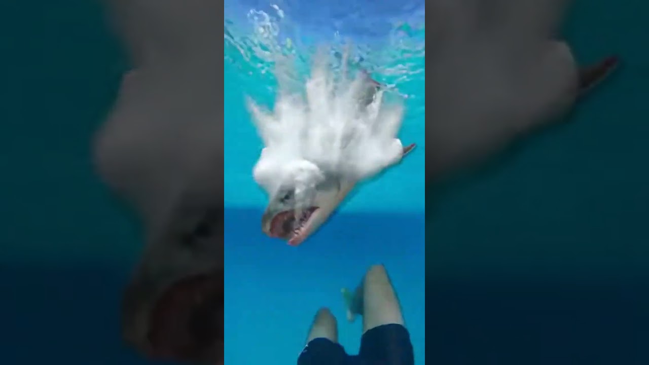 Waterslide into pool full of hungry piranhas surprises swimmers 