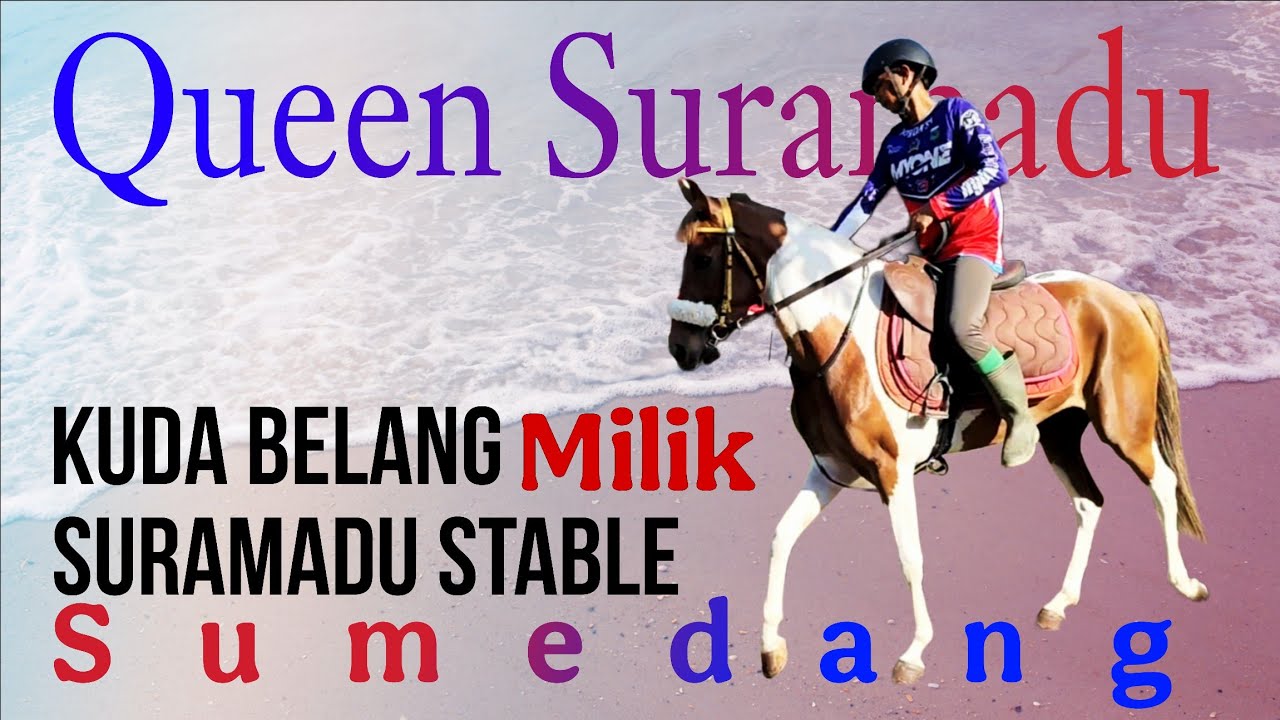 Queen Suramadu, Bintang Muda dari Kandang Sekar Aji Pamenang | Suramadu Stable