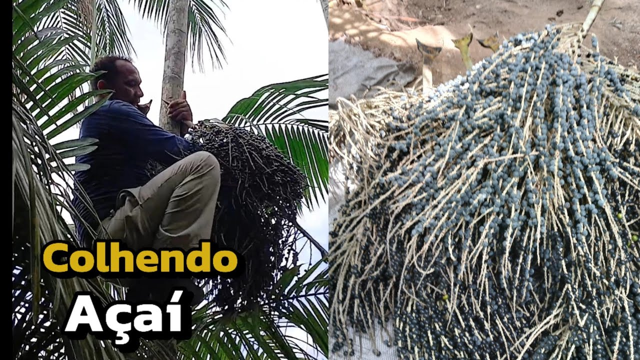 colhendo açaí