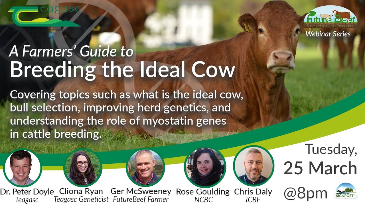 Breeding the Ideal Cow - FutureBeef Webinar