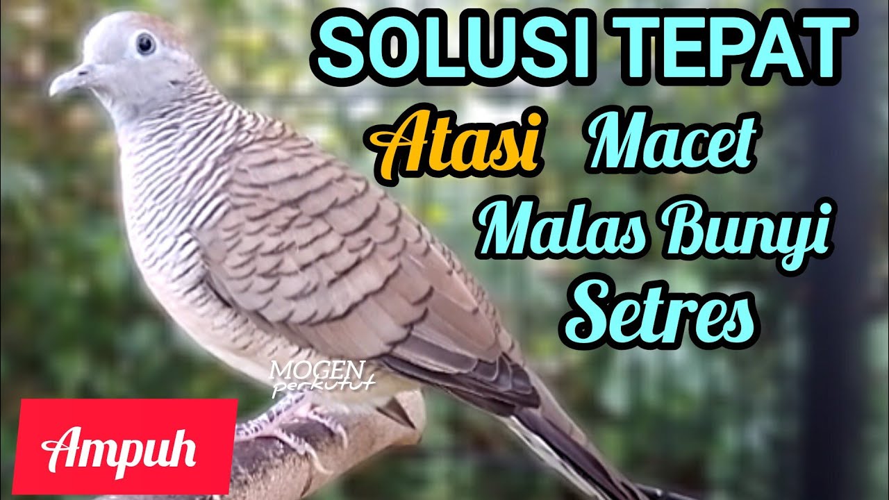 Perkutut Lokal Gacor Suara Besar || Solusi Tepat Atasi Perkutut Malas Bunyi || 💯% Ampuh 