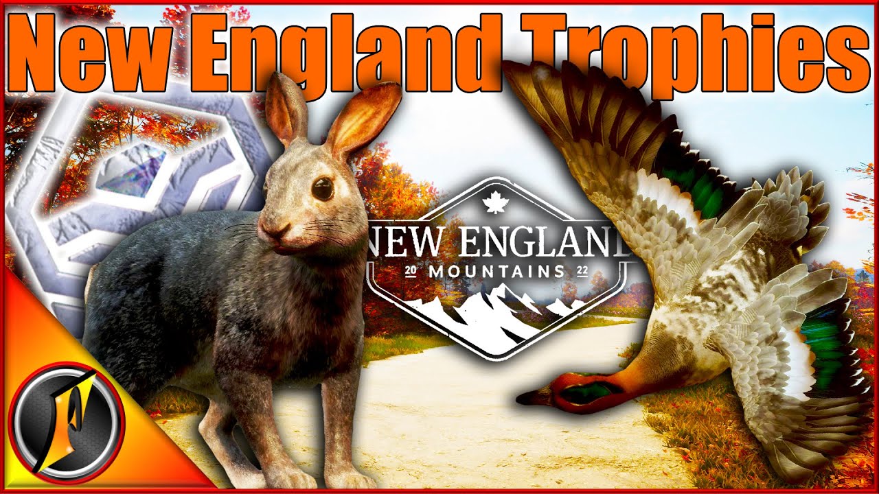 Piebald Green-Winged Teal & Diamond Cottontail in the New England Mountains!