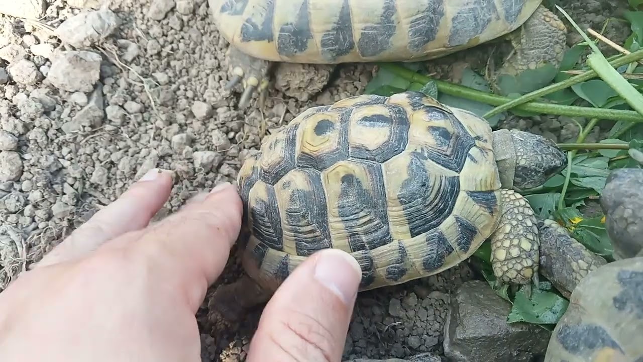 Piramidizzazione e cura con la dieta per le tartarughe di terra testudo hermanni🐢🌿🍀