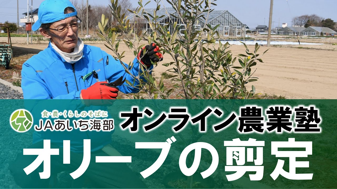 オリーブの剪定方法についてご紹介します！【作業の適期：２月末～３月末頃】