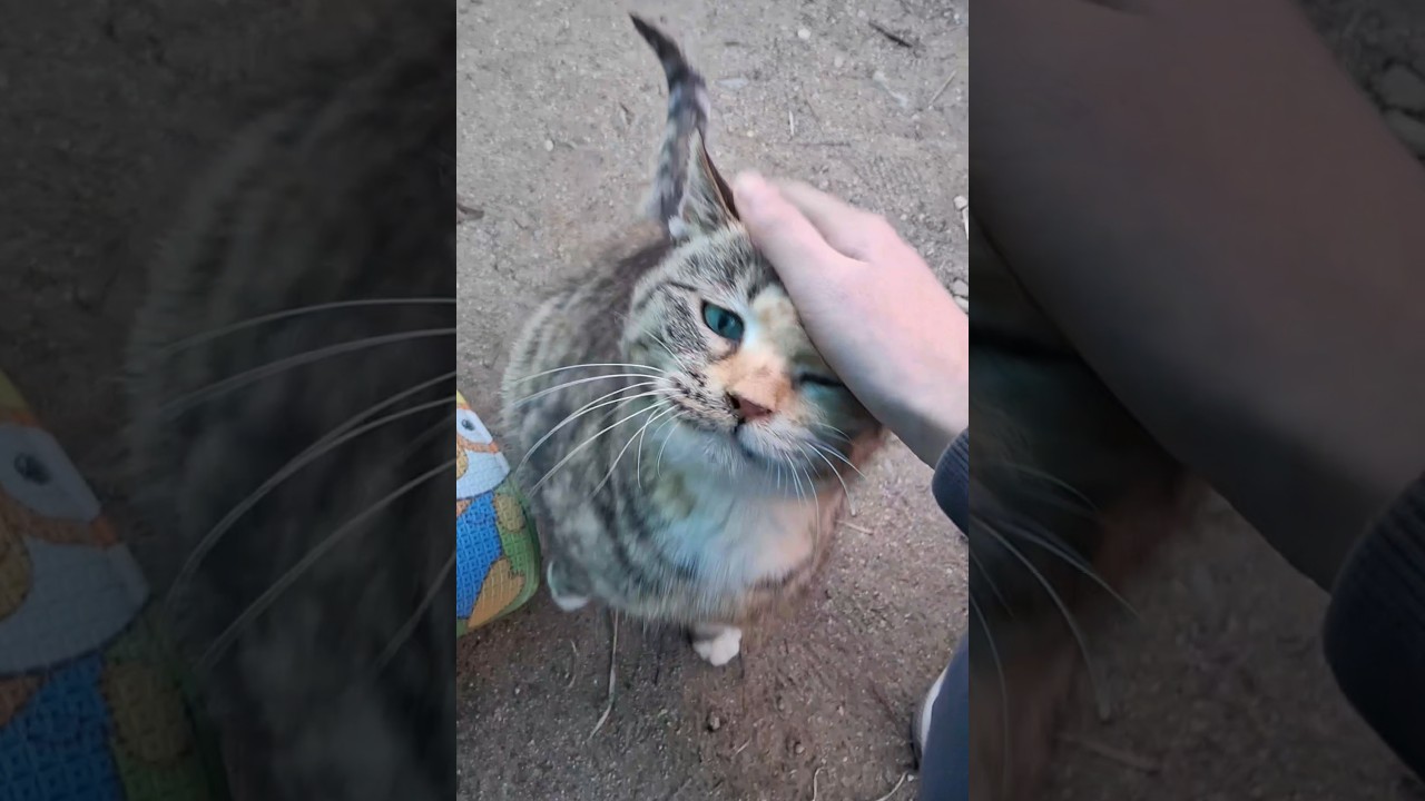 길냥이 무릎냥이로 만드는 방법