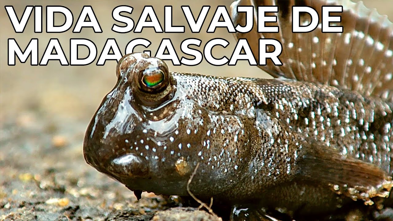 El Mundo Salvaje: La Vida Silvestre de Madagascar | Free Documentary Nature -  Espa&ntilde;ol