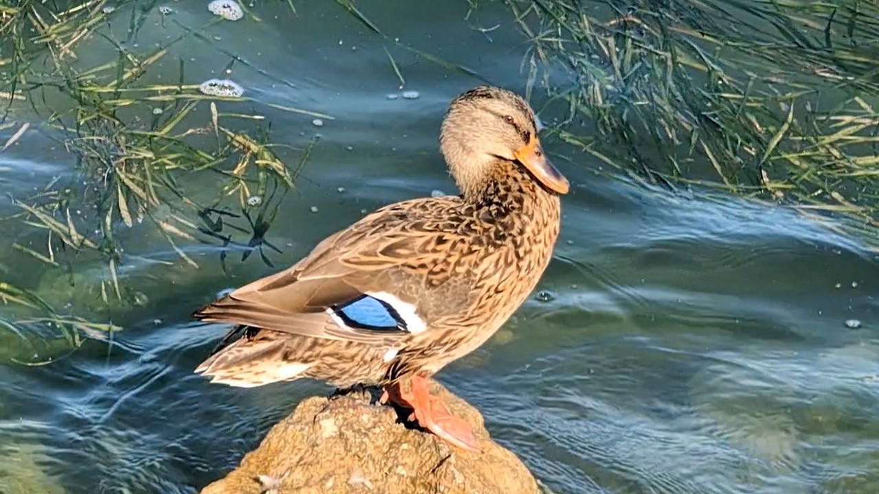 Why Ducks Have Colourful Wing Patches (The Speculum Explained)