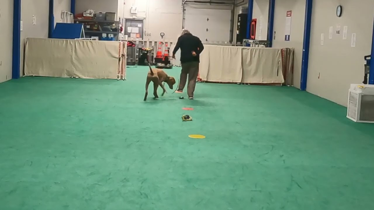 Dots and Distractions Red Rover February 17, 2026