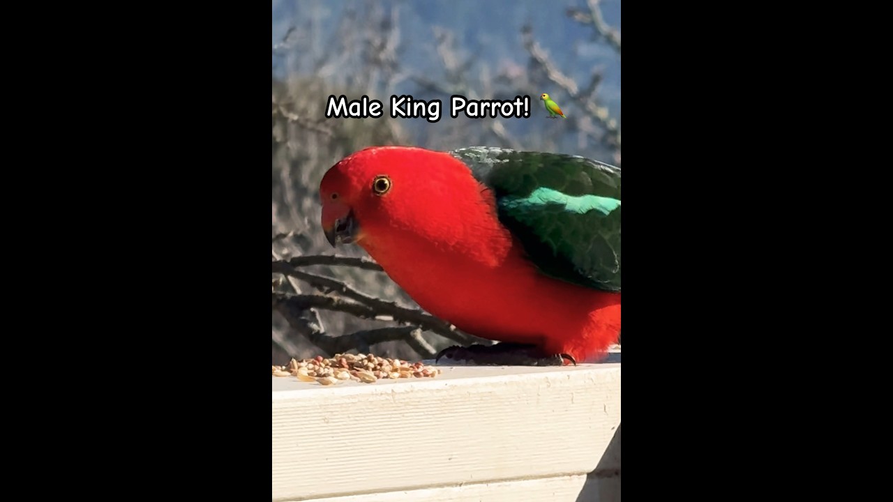 Stunning Male King Parrot Sounds! #parrot #birds #tricks #kingparrot