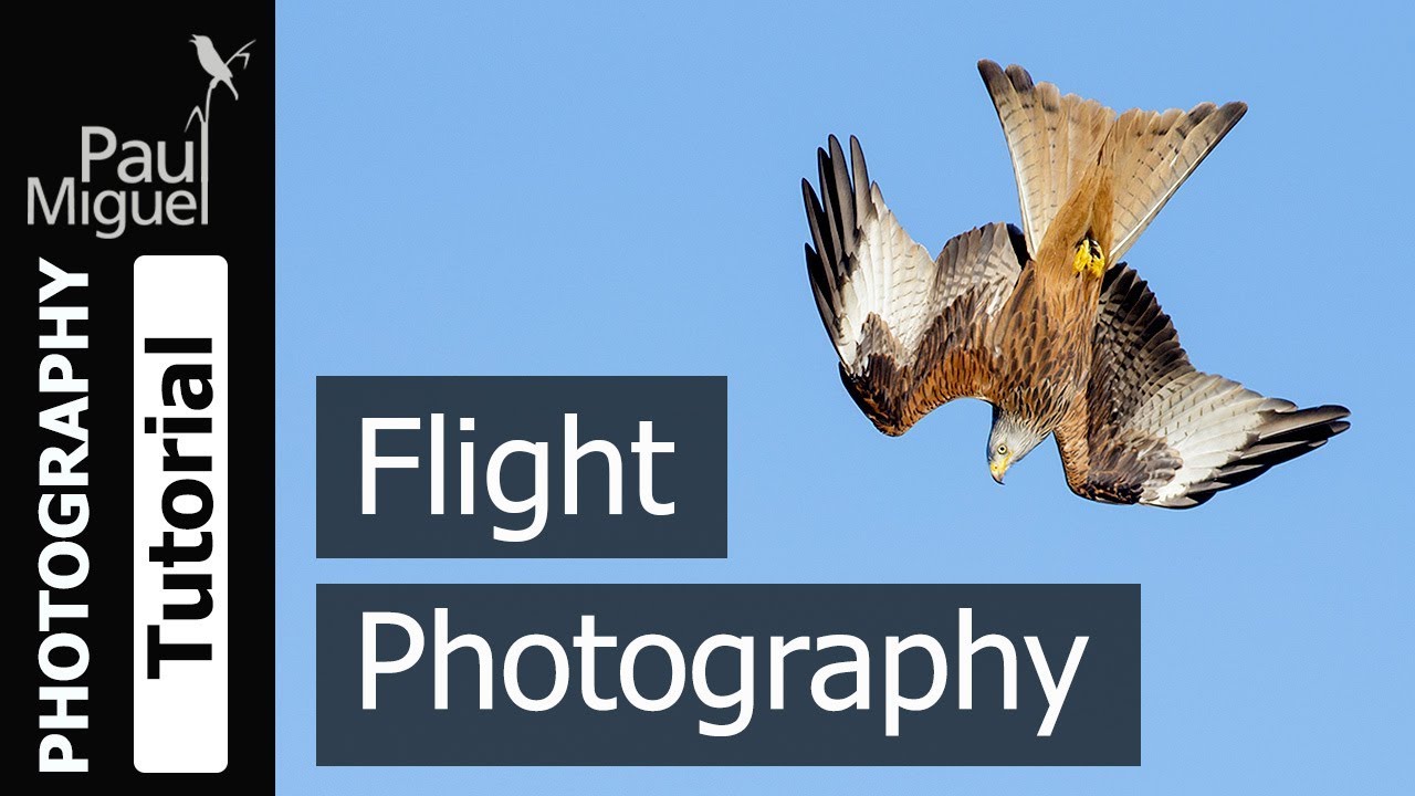 How to Photograph Birds in Flight (Canon 1DX)