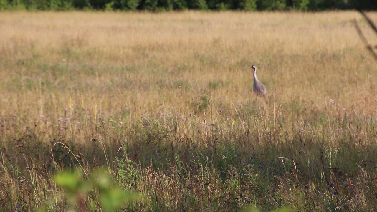 Sookurg / Common crane / Grus grus
