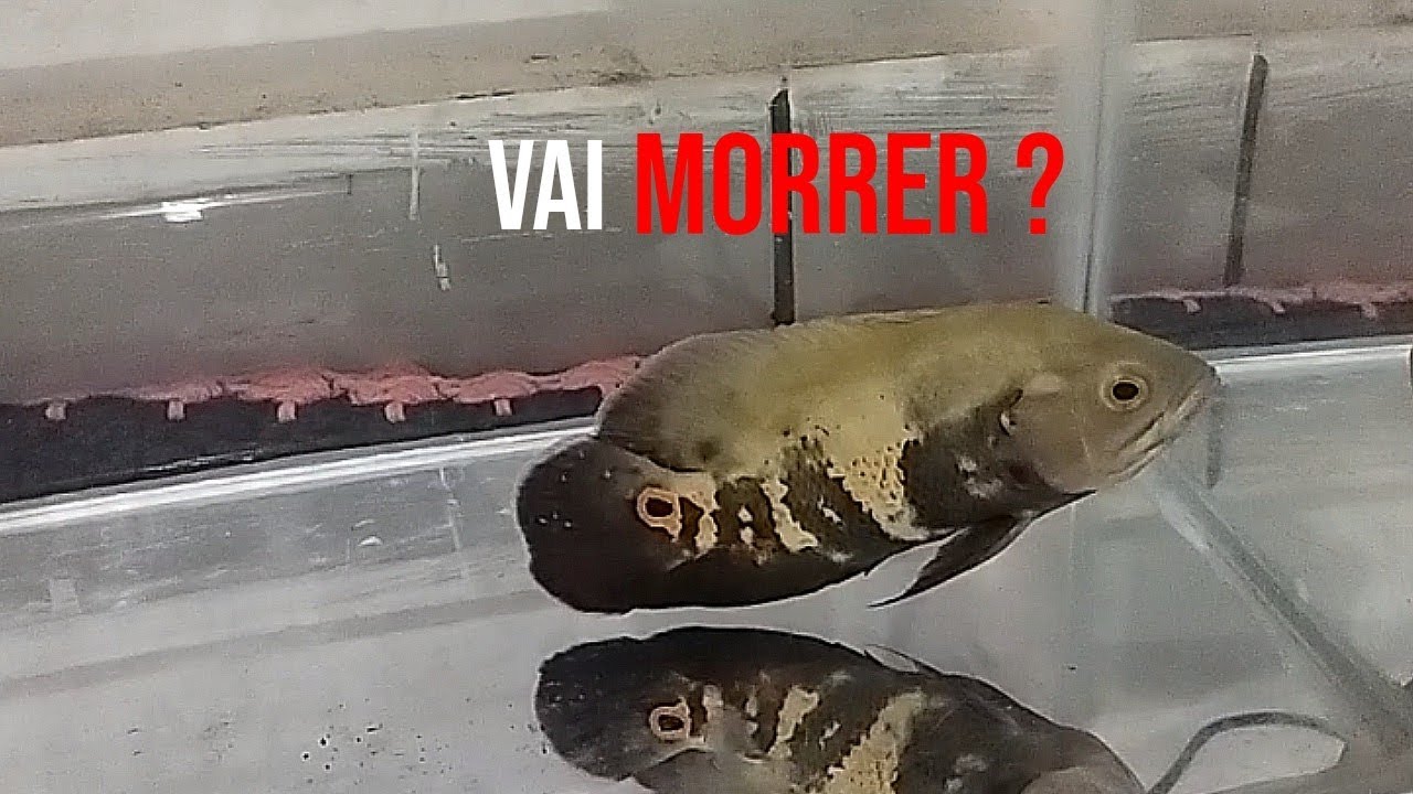 OSCAR não come RAÇÃO? FAÇA ISSO Agora. #peixeoscar #peixejumbo #aquarismo
